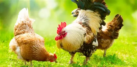 12 Zinc-Rich Foods to Boost Your Immune System